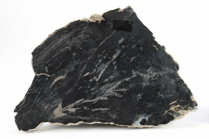 Triassic Petrified Wood (Conifer) Slab - Circle Cliffs, Utah #245589